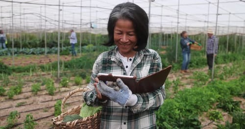 Asian Woman Using Tablet While Collecting Organic Vegetables Inside Farm Greenhouse -