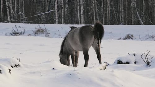 Wild Horses on Snowy Field Winter Cloudy Landscape