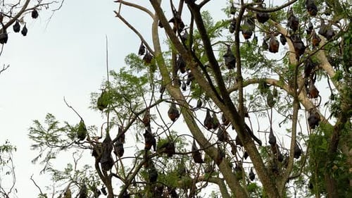 Weitwinkelaufnahme eines australischen grauköpfigen Flugfuchses bei Tag