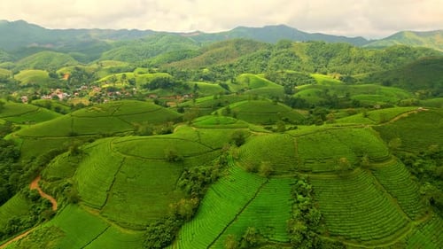 Aerial view of green tea plantations, Vietnam.