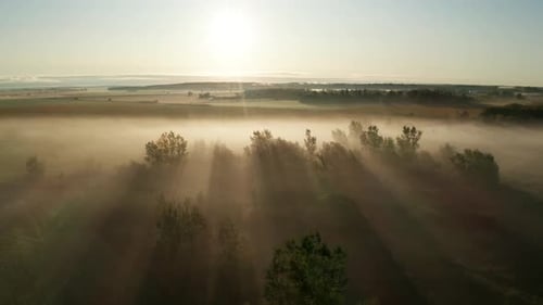 Peaceful and scenic golden rays of light shine through morning fog hanging in trees and over farm fi