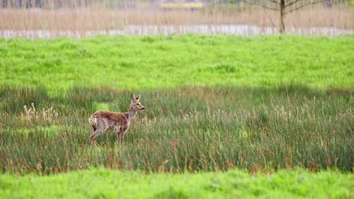 Roe deer doe standing in grassy meadow in breeze, looking around.