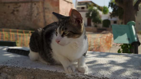 Curious cat smelling camera, close up shot, Nature Stock Footage ft ...
