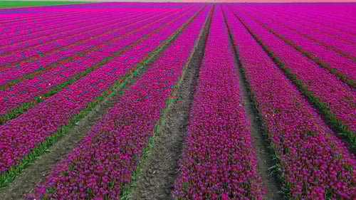 Aerial View of Vibrant Pink Tulip Field Rows