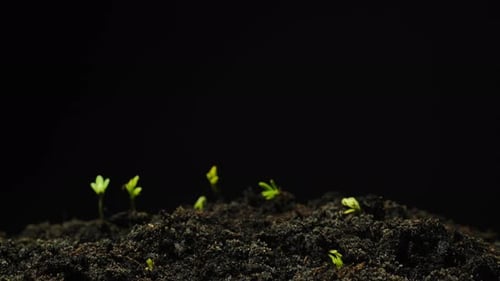 Growing seeds rising from soil time lapse 4k footage.