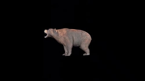Bear Howl Idle 2