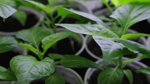 Seedlings Growing in Pots Indoors
