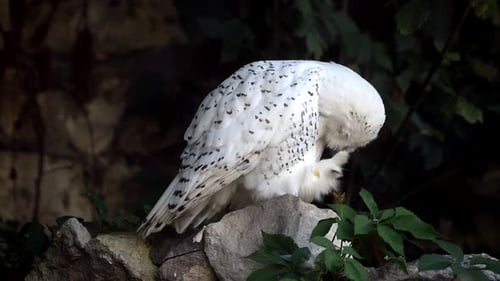 Closeup of Snowy Owl Grooming in a Serene Forest Setting During Winter