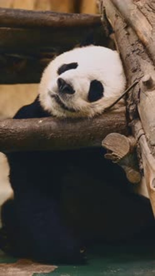 Panda géant de la conservation de la faune dormant dans une réserve nationale en Chine, plan vertical environnemental