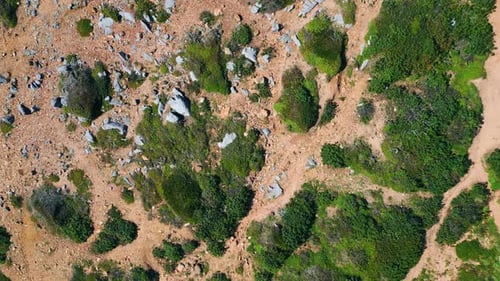 Top View Stony Ground with Low Green Plants Summer Day Beautiful Wilderness