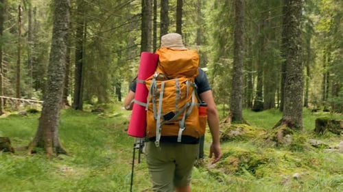 Hiker Walking Through a Verdant Forest