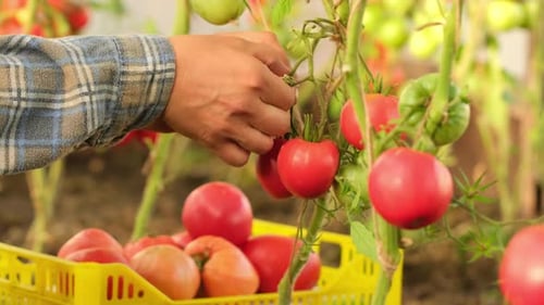 Hand of Farmer Man, rote Tomaten, Gemüse, Garten, Landwirtschaft, Ernte, biologisch, gesund