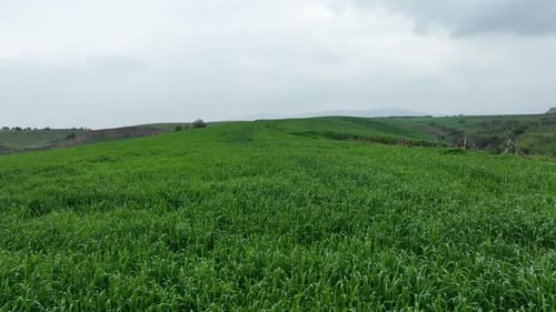 view of green wheat field from drone"
