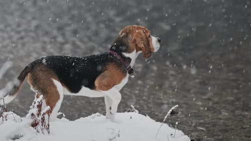 Lovely Beagle Puppy on Coast River Under Falling Snow at Winter