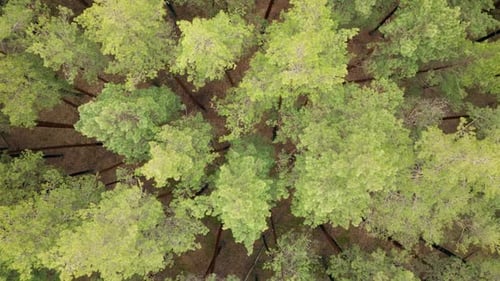 Forest Pine Wood Aerial View Green Tree Landscape Spring Colorful