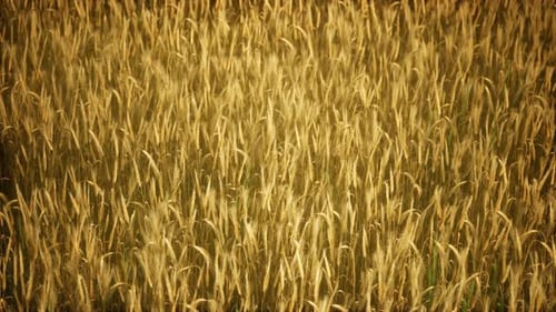 Ripe Yellow Rye Field Under Beautiful Summer Sunset Sky with Clouds