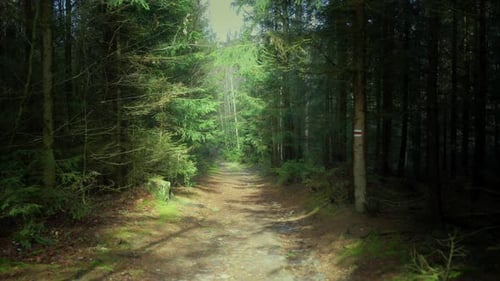 A walk in the forest in the early morning leads to the improvement of thoughts and mental health of