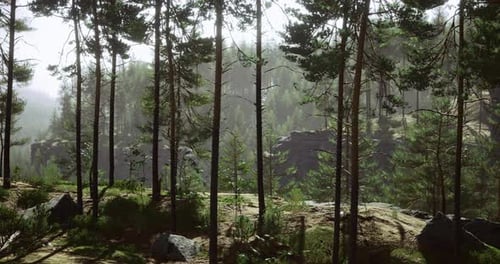 Majestic Forest Landscape with Tall Trees and Rocky Terrain in Sunlight