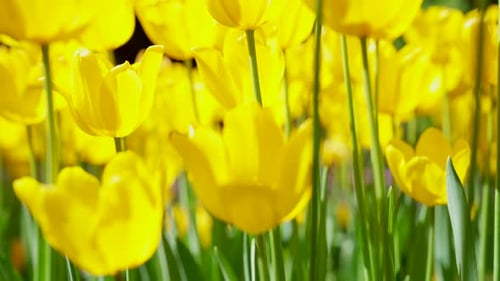 Spring Yellow Tulip Blossoms