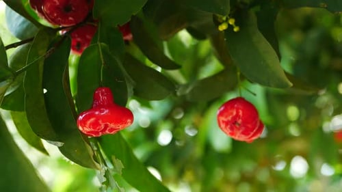 water guava fruit