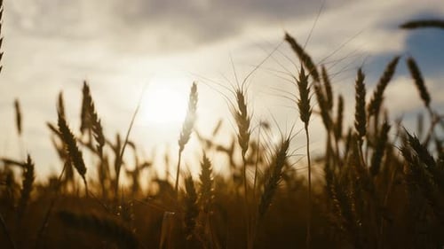 Ripe Ears of Rye or Wheat in Beautiful Farmland Closeup View Against Sun Growing Cereals in