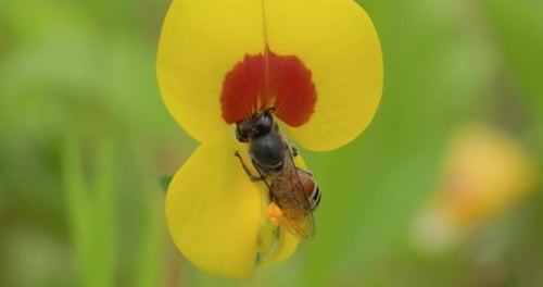 Red Dwarf honeybee on Flower