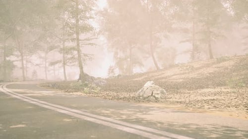 Foggy Road Winding Through a Quiet Forest on a Misty Day in Autumn