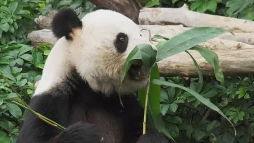 Giant Panda Eating Bamboo Leaves in Natural Habitat