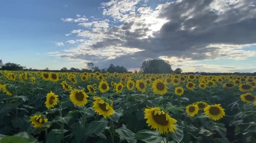 Blue sky with clouds over a sunflower field