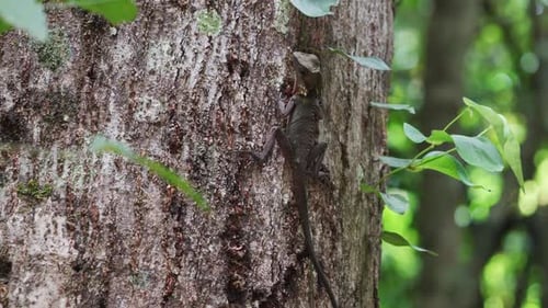 Female Boyd's forest dragon eating an ant on a tree trunk