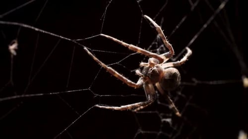 L'araignée est suspendue à la toile et regarde fixement la caméra avant de sauter en arrière pour l'attraper