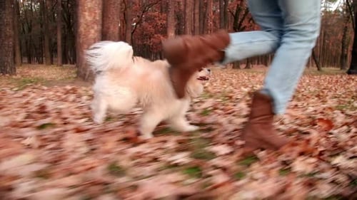 Dog Walking with Owner Through Autumn Leaves