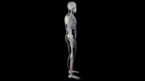 Rotating 3D Human Skeleton with Highlighted Anatomy