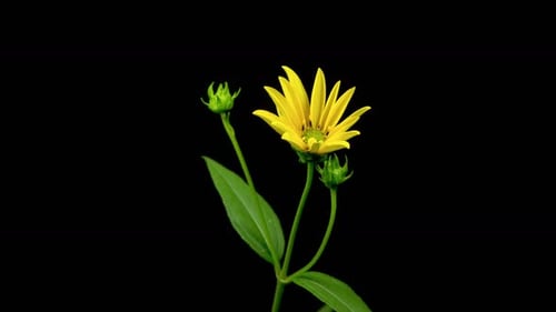 Blooming Yellow Flower Time Lapse on Black Background