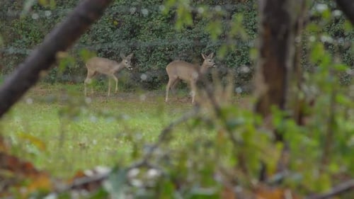 Two Deer Grazing in Natural Habitat