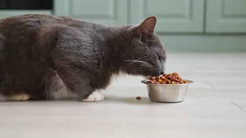 Gray Cat Eating Dry Food at Home