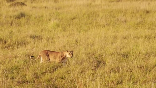 Zeitlupenaufnahme einer weiblichen Löwenlöwin, die auf t durch das hohe Gras der afrikanischen Savanne streift
