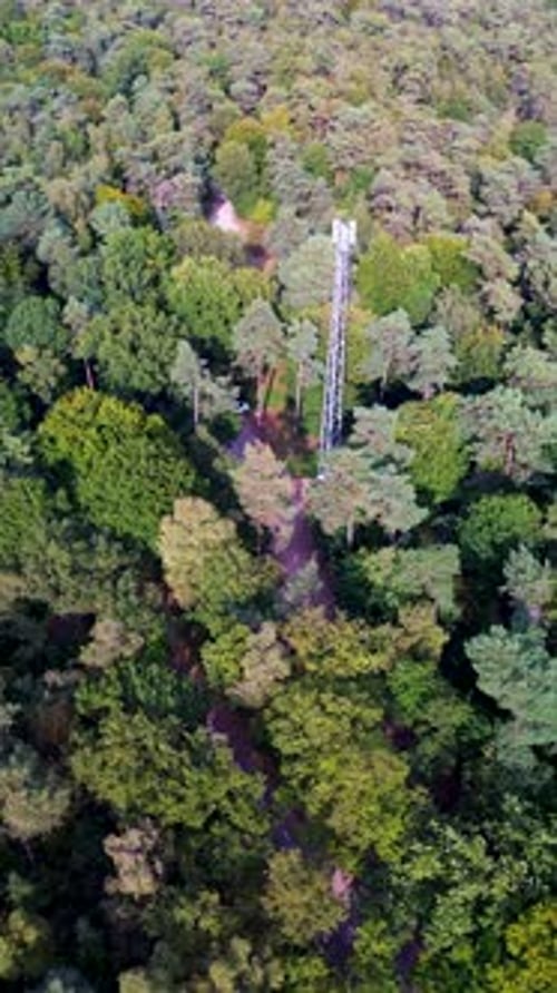 Aerial view of dense forest with winding path and tall cell tower metal structure rises above green