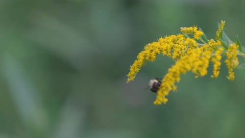 Macro of Bumble Bee Flying between Yellow Goldenrod flowers while collecting nectar, pollen in the f