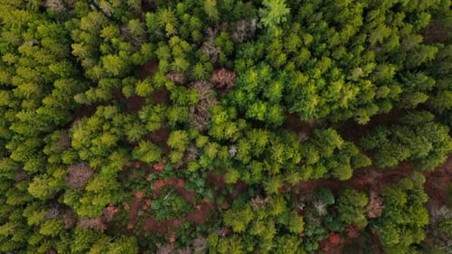 Breathtaking Aerial View of Mount Washington New Hampshire During the Fall Foliage Season