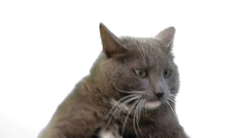 Cat on White Background Gray White Feline Against Neutral Grey Plain Backdrop Real Shot Cat Isolated