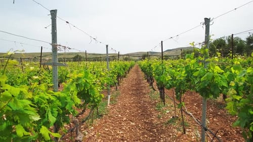 Tracking Shot of Healthy Green Grape Vines