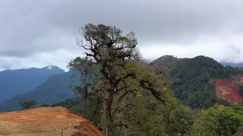AH - Mountains and Dense Rainforests
