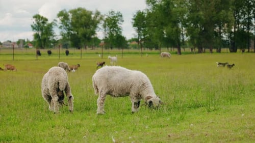 Woolly Sheep Grazing on a Wide Grassy Field Surrounded By Other Farm Animals in a Spacious Rural