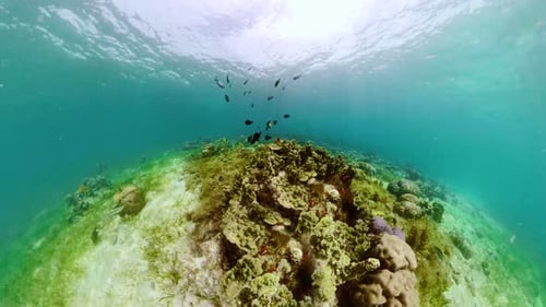 The Underwater World of a Coral Reef
