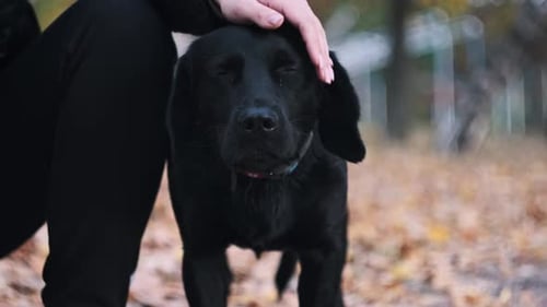 Une femme caresse à la main un chien noir sans abri dans un parc d'automne