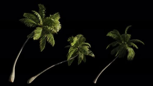 Swaying Tropical Palm Trees Animation with Alpha Channel