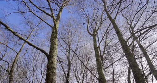 Winter Rotating Looking Up Trees in a Forest.