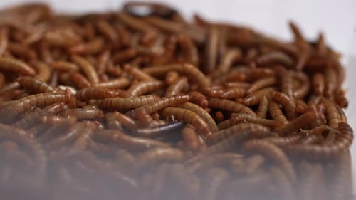 Live Mealworms 26