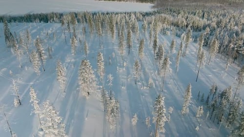 Vista Of Forest In Deep Snow During Sunset In Rovaniemi, Finland. Aerial Drone Shot